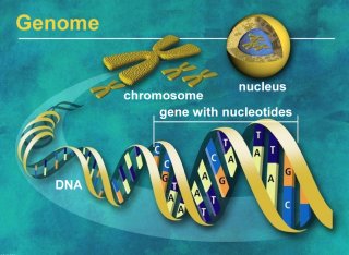 Genome Genome