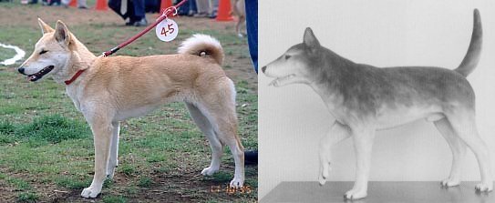 В ГУГЛ НАЙДЕТСЯ ВСЕ или японская собака на просторах интернета Jomon-altneu-big