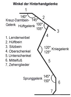 Gelenkwinkel