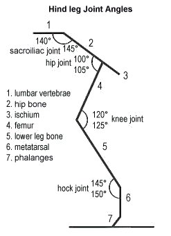 joint angles