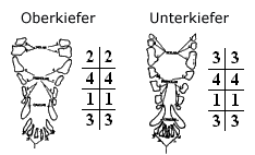 ideal-zaehne-deu.png
