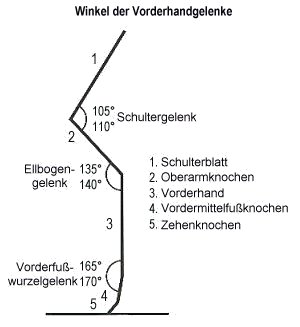 Gelenkwinkel