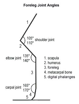 joint angles