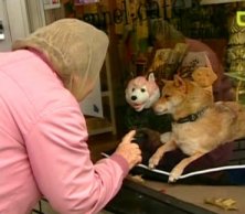 Sammie im Schaufenster